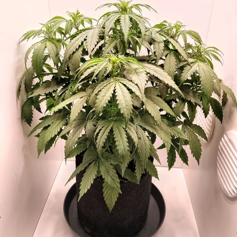 24K Auto Seed Supplier growlog timeline photo