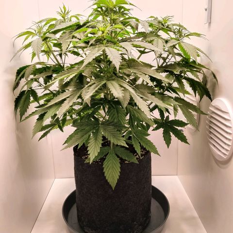 24K Auto Seed Supplier growlog timeline photo