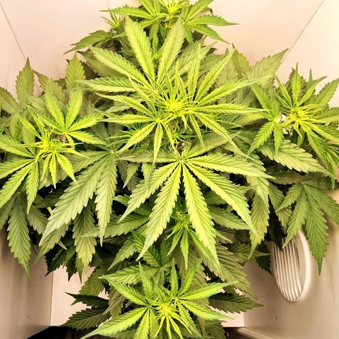 24K Auto Seed Supplier growlog timeline photo
