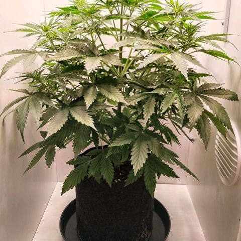 24K Auto Seed Supplier growlog timeline photo