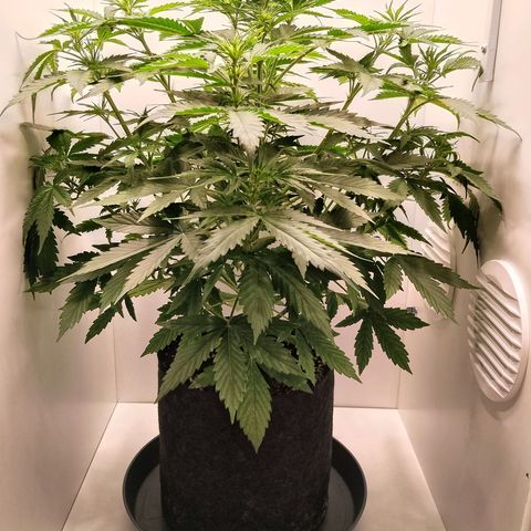 24K Auto Seed Supplier growlog timeline photo