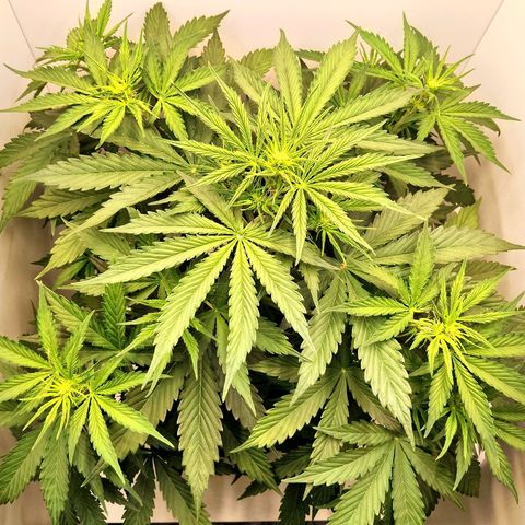 24K Auto Seed Supplier growlog timeline photo