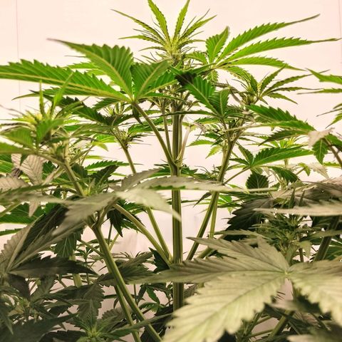 24K Auto Seed Supplier growlog timeline photo