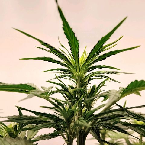 24K Auto Seed Supplier growlog timeline photo