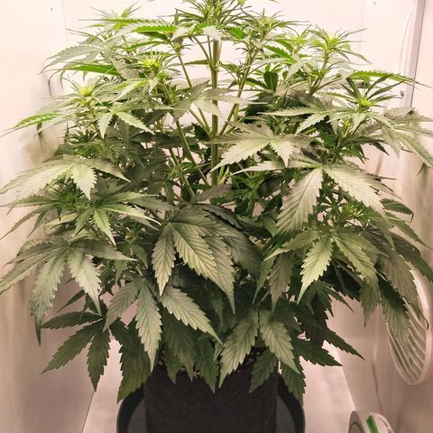 24K Auto Seed Supplier growlog timeline photo