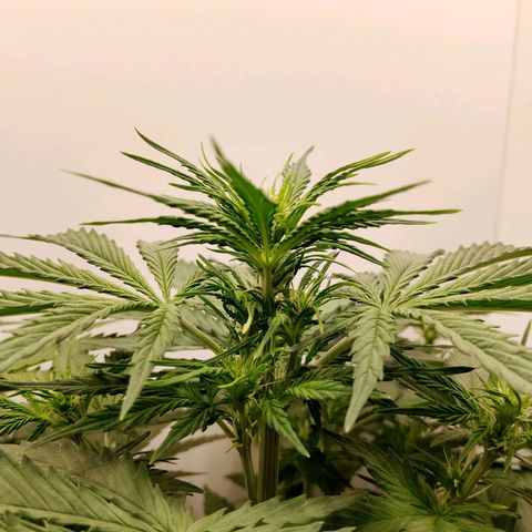 24K Auto Seed Supplier growlog timeline photo