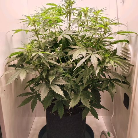 24K Auto Seed Supplier growlog timeline photo