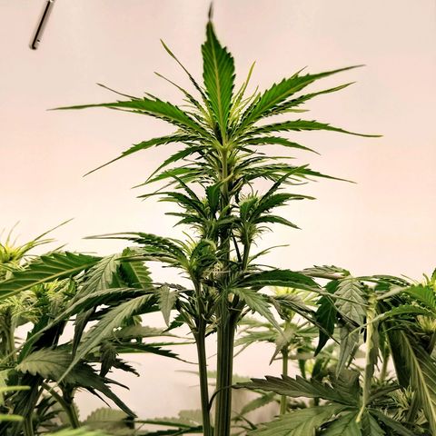 24K Auto Seed Supplier growlog timeline photo