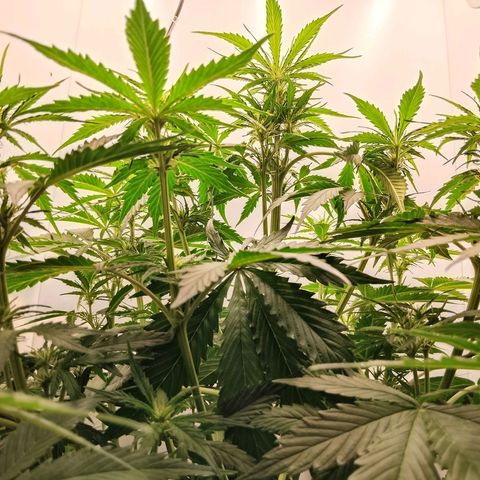 24K Auto Seed Supplier growlog timeline photo