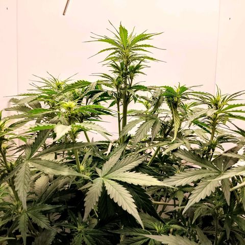 24K Auto Seed Supplier growlog timeline photo