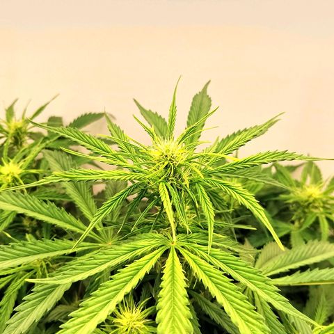 24K Auto Seed Supplier growlog timeline photo