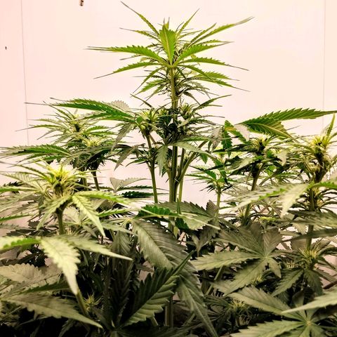 24K Auto Seed Supplier growlog timeline photo