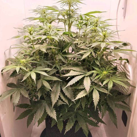 24K Auto Seed Supplier growlog timeline photo