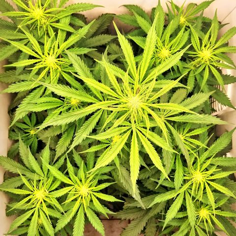 24K Auto Seed Supplier growlog timeline photo