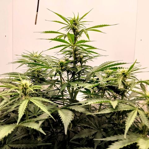 24K Auto Seed Supplier growlog timeline photo