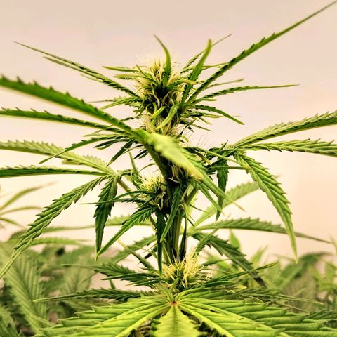 24K Auto Seed Supplier growlog timeline photo