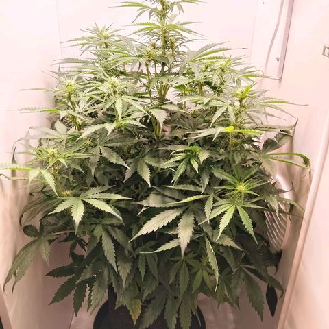 24K Auto Seed Supplier growlog timeline photo