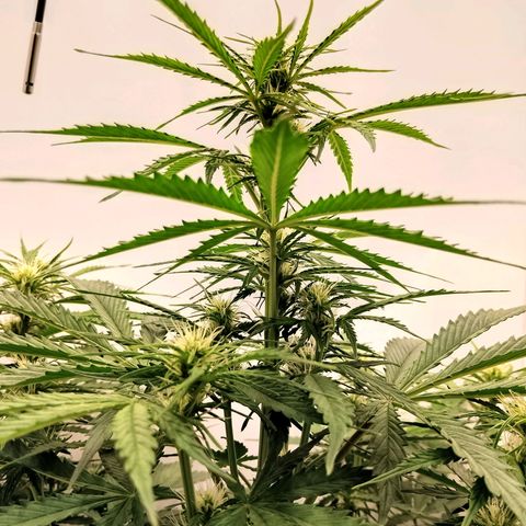 24K Auto Seed Supplier growlog timeline photo