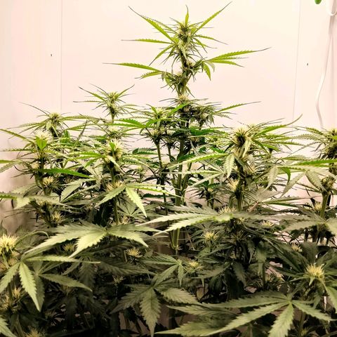 24K Auto Seed Supplier growlog timeline photo