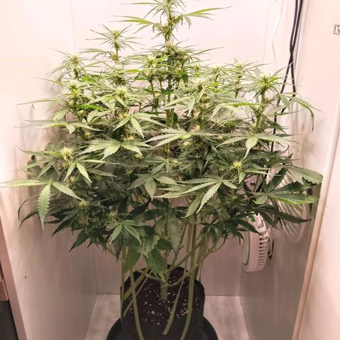 24K Auto Seed Supplier growlog timeline photo