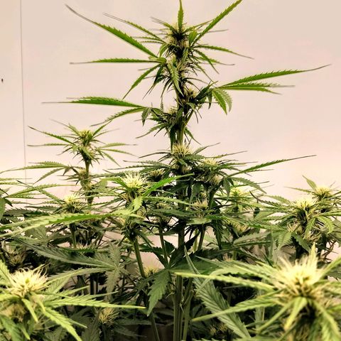 24K Auto Seed Supplier growlog timeline photo
