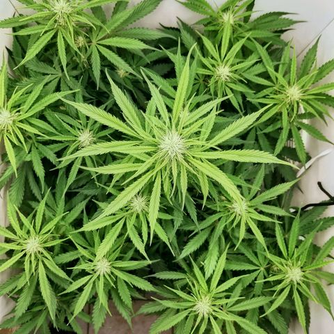 24K Auto Seed Supplier growlog timeline photo