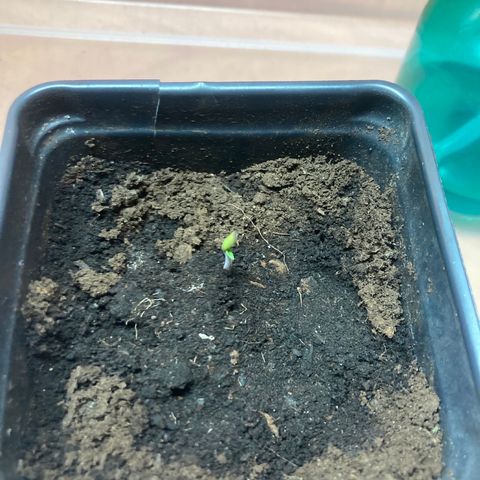 Black DiamondZ growlog timeline photo