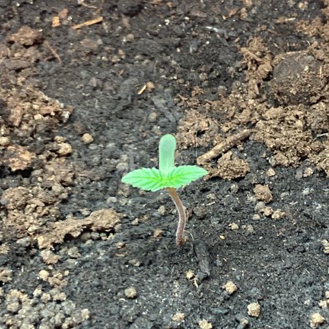 Black DiamondZ growlog timeline photo