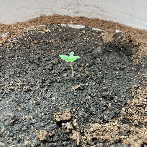 Black DiamondZ growlog timeline photo