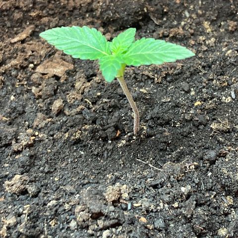 Black DiamondZ growlog timeline photo