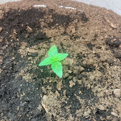 Black DiamondZ growlog timeline photo