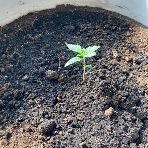 Black DiamondZ growlog timeline photo