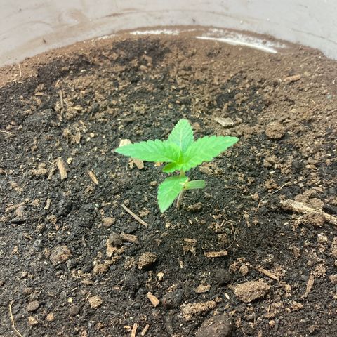 Black DiamondZ growlog timeline photo