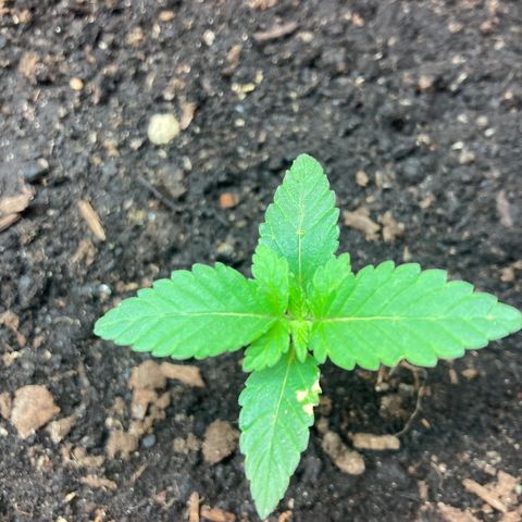 Black DiamondZ growlog timeline photo
