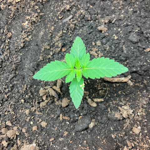 Black DiamondZ growlog timeline photo