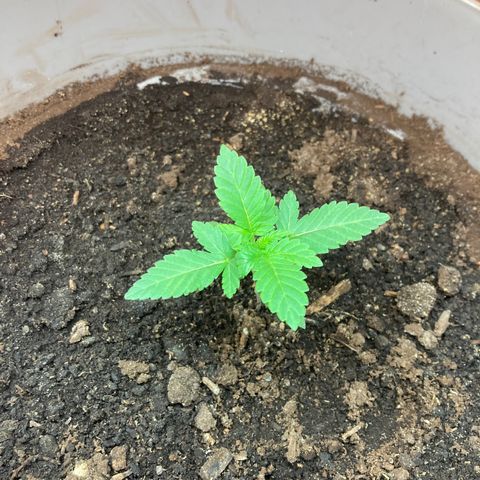 Black DiamondZ growlog timeline photo