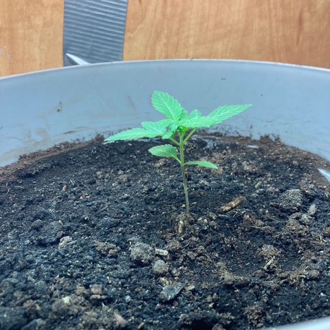 Black DiamondZ growlog timeline photo