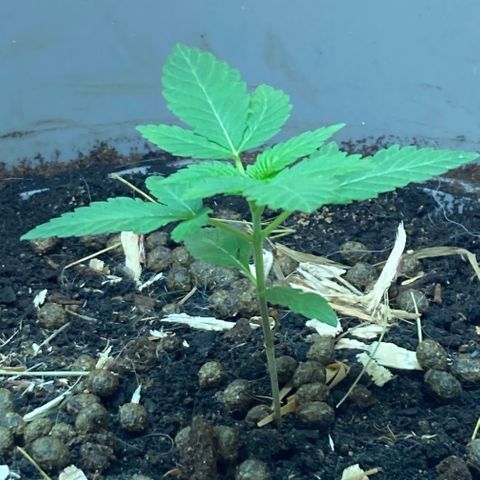 Black DiamondZ growlog timeline photo