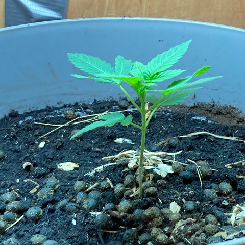 Black DiamondZ growlog timeline photo