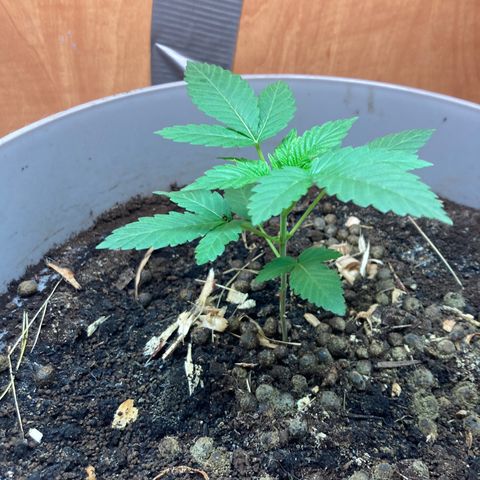 Black DiamondZ growlog timeline photo