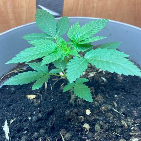Black DiamondZ growlog timeline photo
