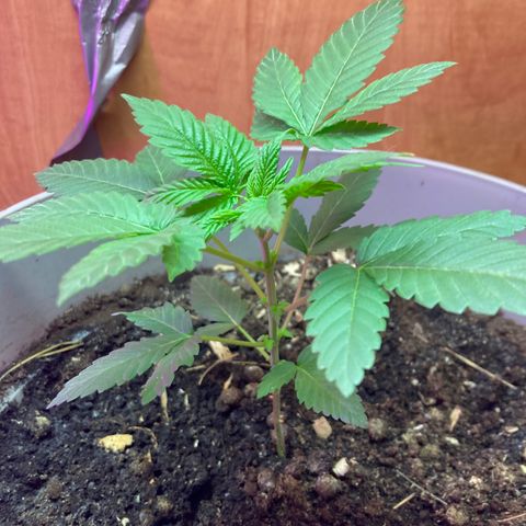 Black DiamondZ growlog timeline photo