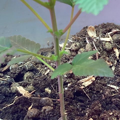 Black DiamondZ growlog timeline photo