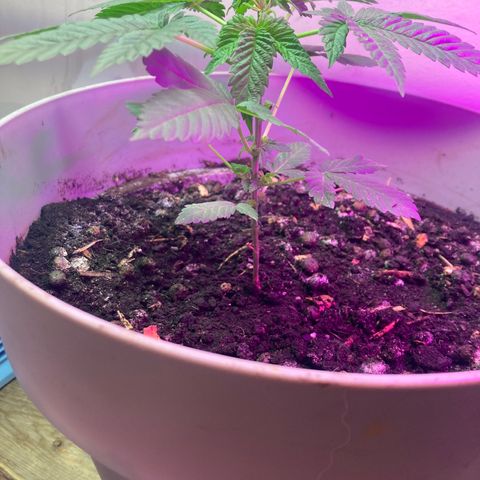 Black DiamondZ growlog timeline photo