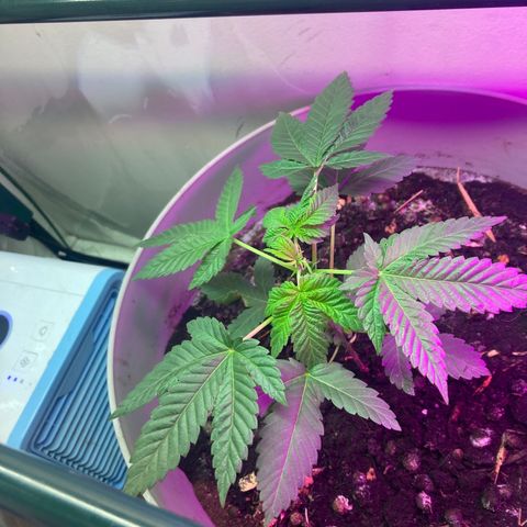 Black DiamondZ growlog timeline photo