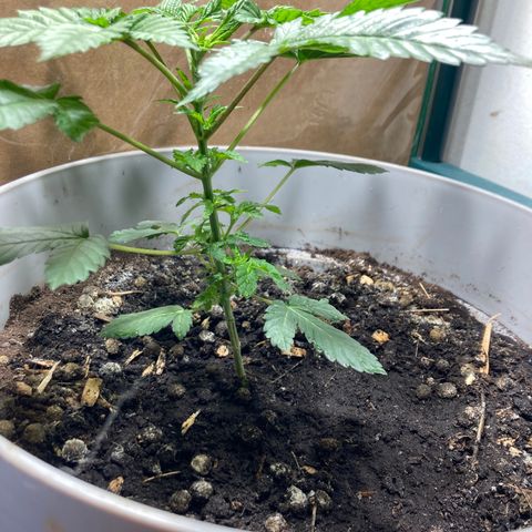 Black DiamondZ growlog timeline photo
