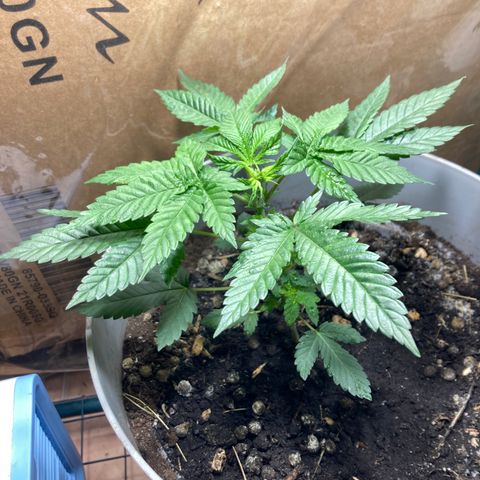 Black DiamondZ growlog timeline photo