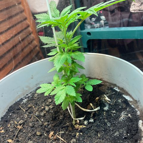 Black DiamondZ growlog timeline photo