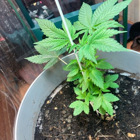 Black DiamondZ growlog timeline photo