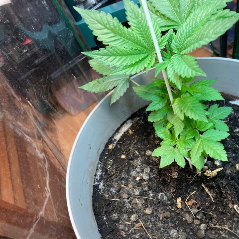 Black DiamondZ growlog timeline photo